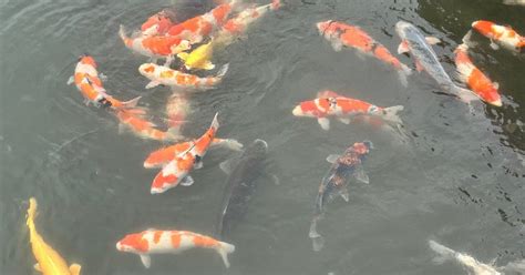 龍鯉風水|風水と鯉：運気と繁栄を招くシンボル｜音村 香助(記 